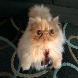 Meet your Posher, Tamara